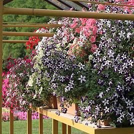 Petunia Dobies Superb Trailing Mixed - Seeds