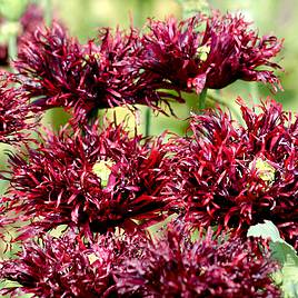 Poppy Black Swan - Seeds