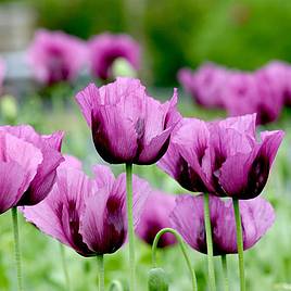 Poppy Hungarian Blue (Bread seed poppy) - Seeds