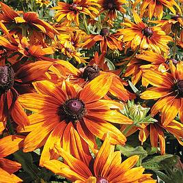 Rudbeckia Cappuccino - Seeds