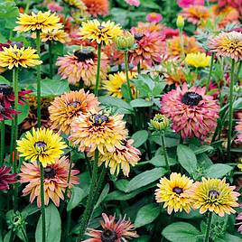 Rudbeckia Sahara - Seeds
