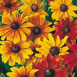 Rudbeckia Rustic Dwarfs - Seeds