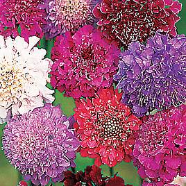 Scabiosa Dobies Giant Hybrids - Seeds