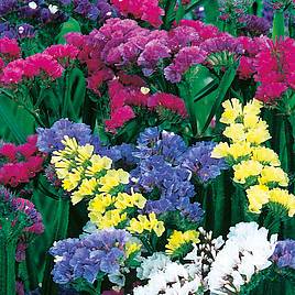 Statice Sinuata Formula Mixed - Seeds