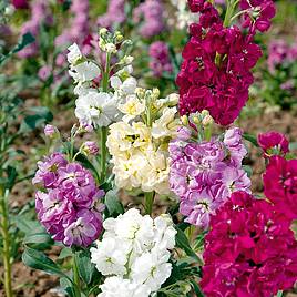 Stock Earlybird Mixed - Seeds