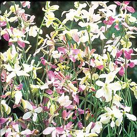 Night-Scented Stock Seeds - Bicornis