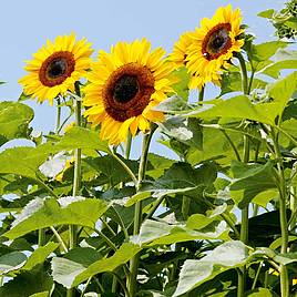 Sunflower Titan - Seeds