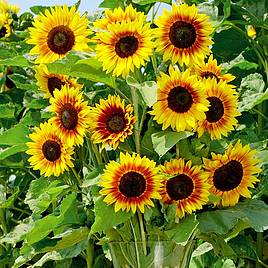 Sunflower Solar Power F1 - Seeds
