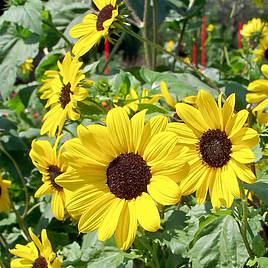 Sunflower Small Yellow Flower - Organic Seeds
