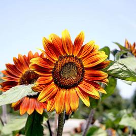 Sunflower (Organic) Seeds - Medium Red Flower