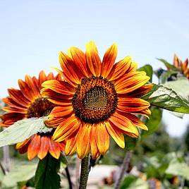 Sunflower Medium Red Flower - Organic Seeds
