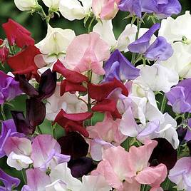 Sweet Pea Seeds - Capricorn