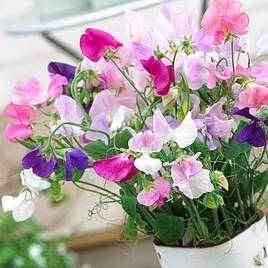 Sweet Pea Jet Set