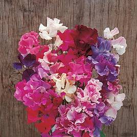 Sweet Pea Horizon Mixed - Seeds