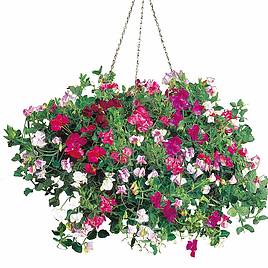 Sweet Pea Sweetie Mix - Seeds