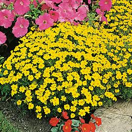 Tagetes Lemon Gem - Seeds