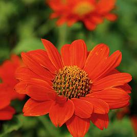 Tithonia Red Torch