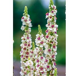 Verbascum Seeds - Snowy Spires