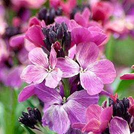 Wallflower Seeds - Sunset Purple F1