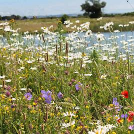 Native British Wildflower Mix Window Box - Seeds