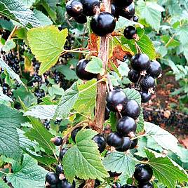 Blackcurrant Big Ben