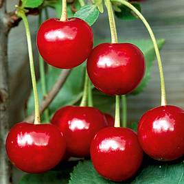 Cherry Tree - Crown Morello