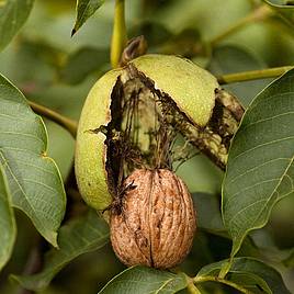 Nut Tree - Walnut Europa