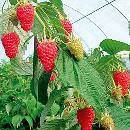 Raspberry Autumn Treasure (Autumn fruiting)