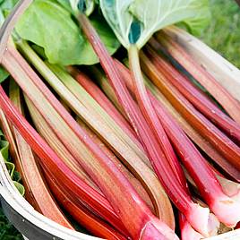 Rhubarb Timperley Early (Spring/Autumn Planting)