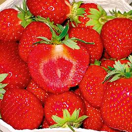 Strawberry Malwina (Late Season)