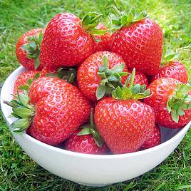 Strawberry Flamenco (Everbearer/ All Season)