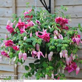 Fuchsia Giants Bella Rosella