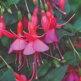Fuchsia Display (Hardy)