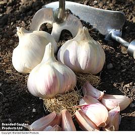 Garlic (Autumn) Kingsland Wight