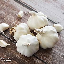 Garlic Solent Wight (Spring/Autumn Planting)