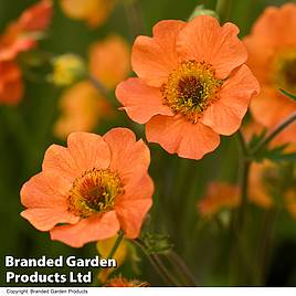Geum Totally Tangerine