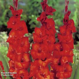 Gladiolus Brown Sugar