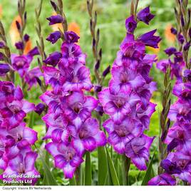 Gladioli Gladdies Kim