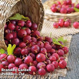 Gooseberry Captivator