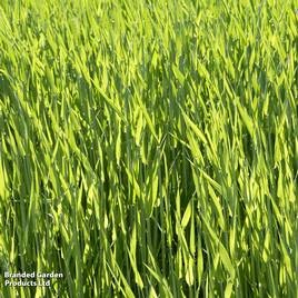 Hungarian Grazing Rye (Green Manure) - Organic Seeds