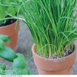 Chives - Organic Seeds