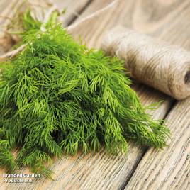 Dill - Organic Herb Seeds