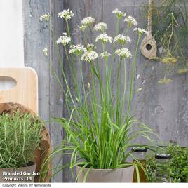 Garlic Chives - Organic Herb Seeds