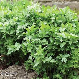 Lovage - Organic Herb Seeds
