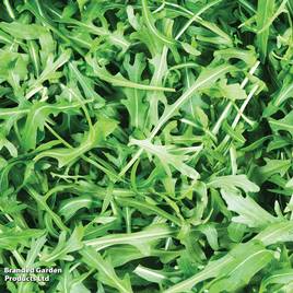 Wild Rocket - Organic Seeds