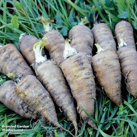 Root chervil - Organic Seeds