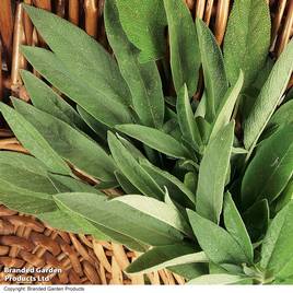 Sage - Organic Herb Seeds