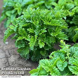 Basil Spicy Sabre - Seeds