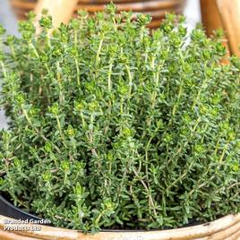 Thyme - Organic Herb Seeds