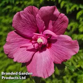 Hibiscus Flower Tower Ruby